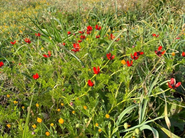 WhatsApp Image 2026-01-16 at 11.30.48